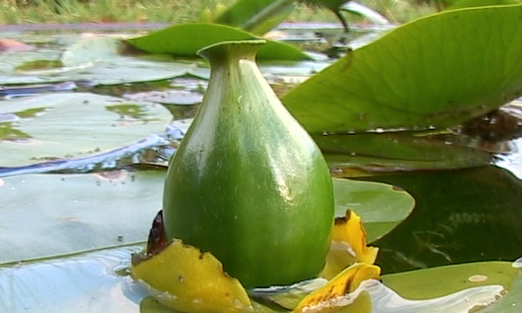 Dissémination des semences - Nénuphar - 1mn 36s 